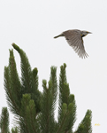 Eastern Meadowlark 0610